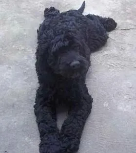 Cachorro raça poodle médio idade 2 anos nome safari
