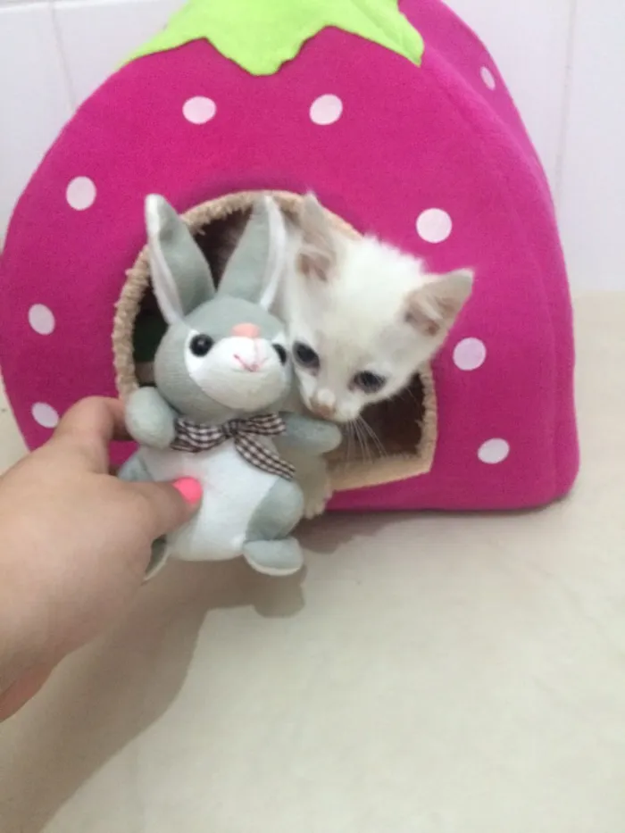 Gato ra a SRD idade Abaixo de 2 meses nome Sem nome 