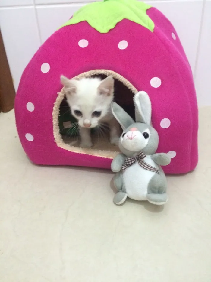 Gato ra a SRD idade Abaixo de 2 meses nome Sem nome 