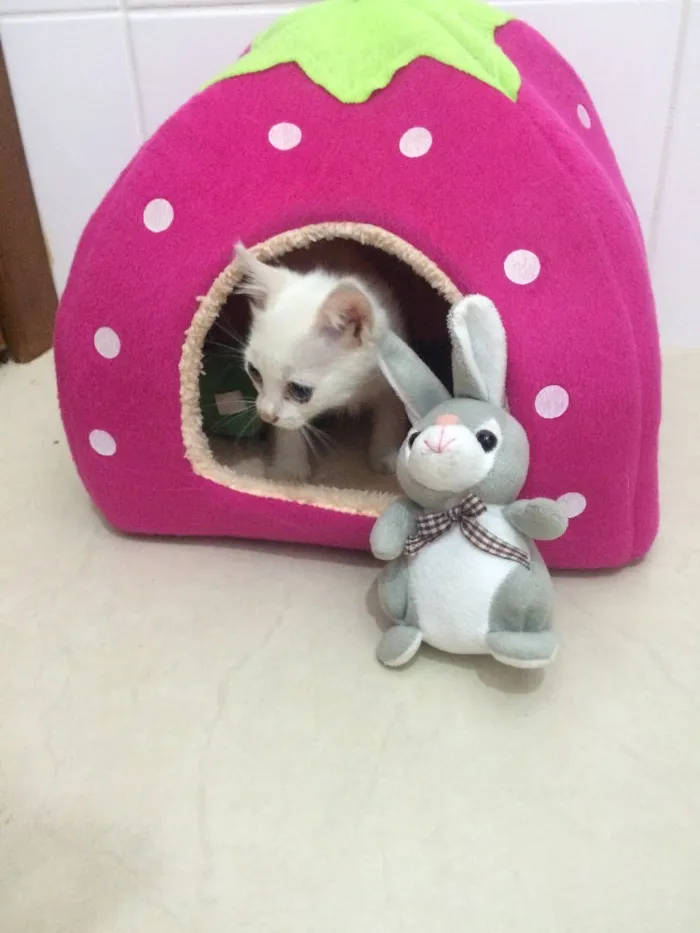 Gato ra a SRD idade Abaixo de 2 meses nome Sem nome 