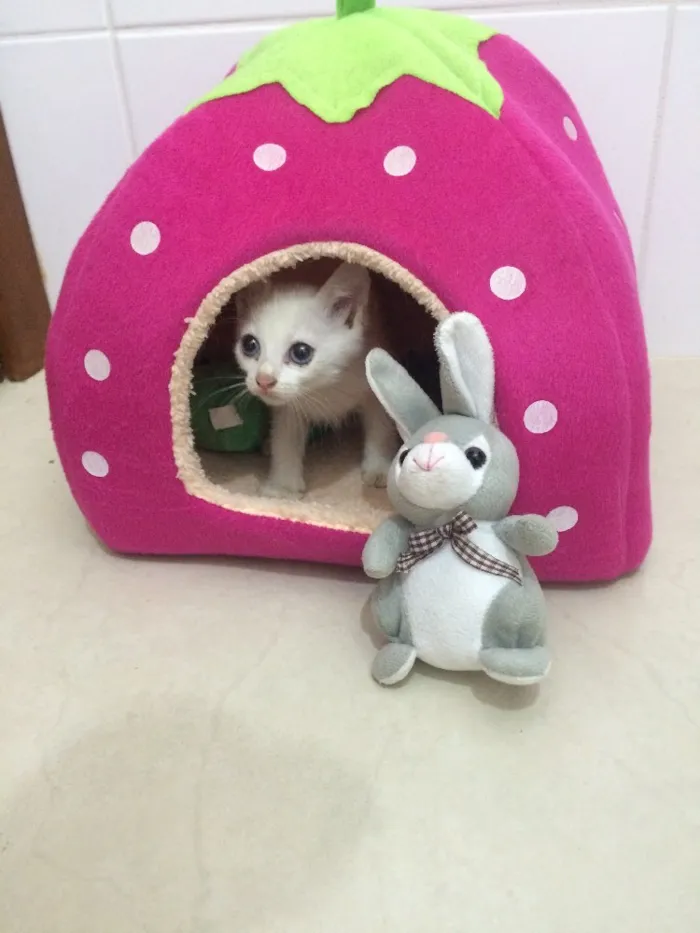 Gato ra a SRD idade Abaixo de 2 meses nome Sem nome 