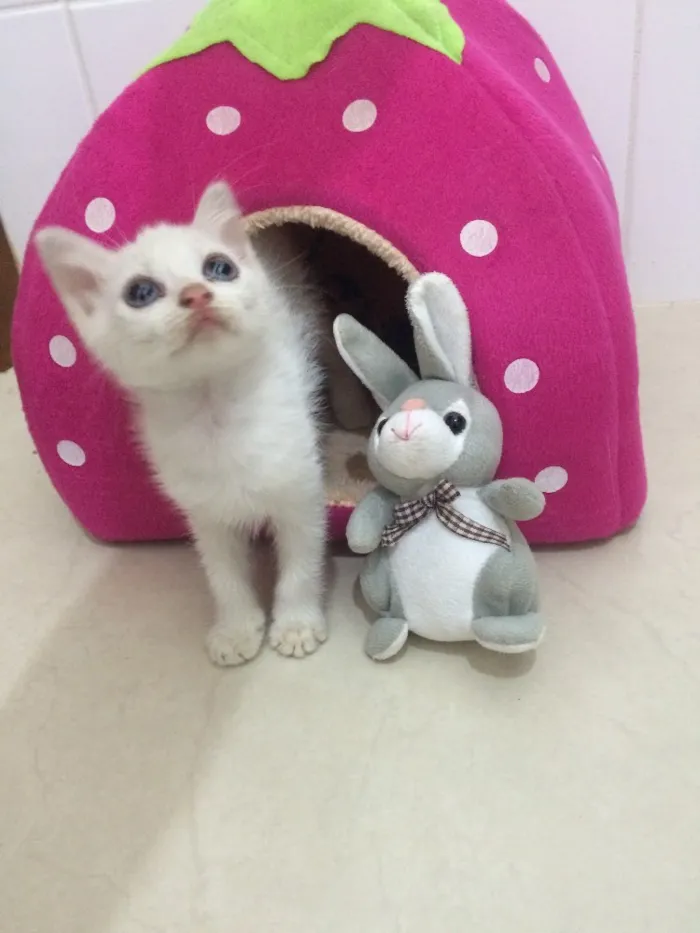 Gato ra a SRD idade Abaixo de 2 meses nome Sem nome 
