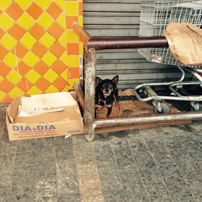 Cachorro ra a Pinscher idade 6 ou mais anos nome xxx