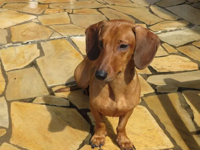 Cachorro ra a Basset-Cofap idade 1 ano nome Toddy GRATIFICA