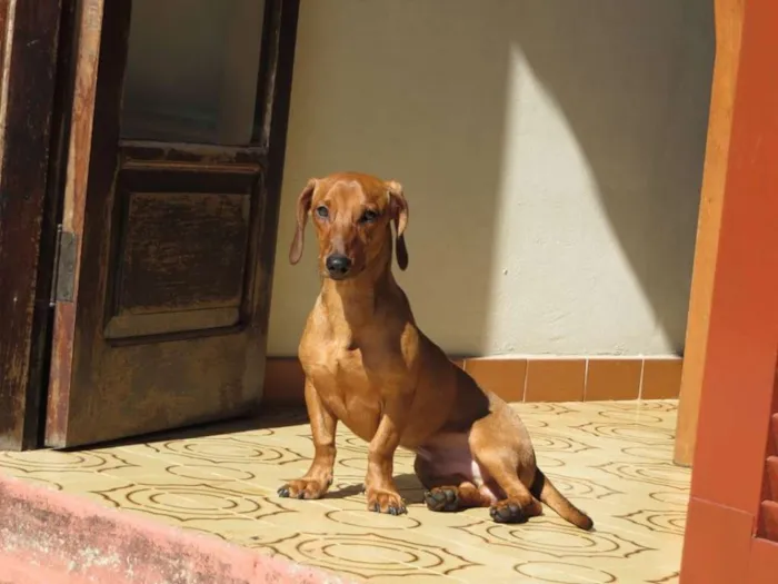 Cachorro ra a Basset-Cofap idade 1 ano nome Toddy GRATIFICA