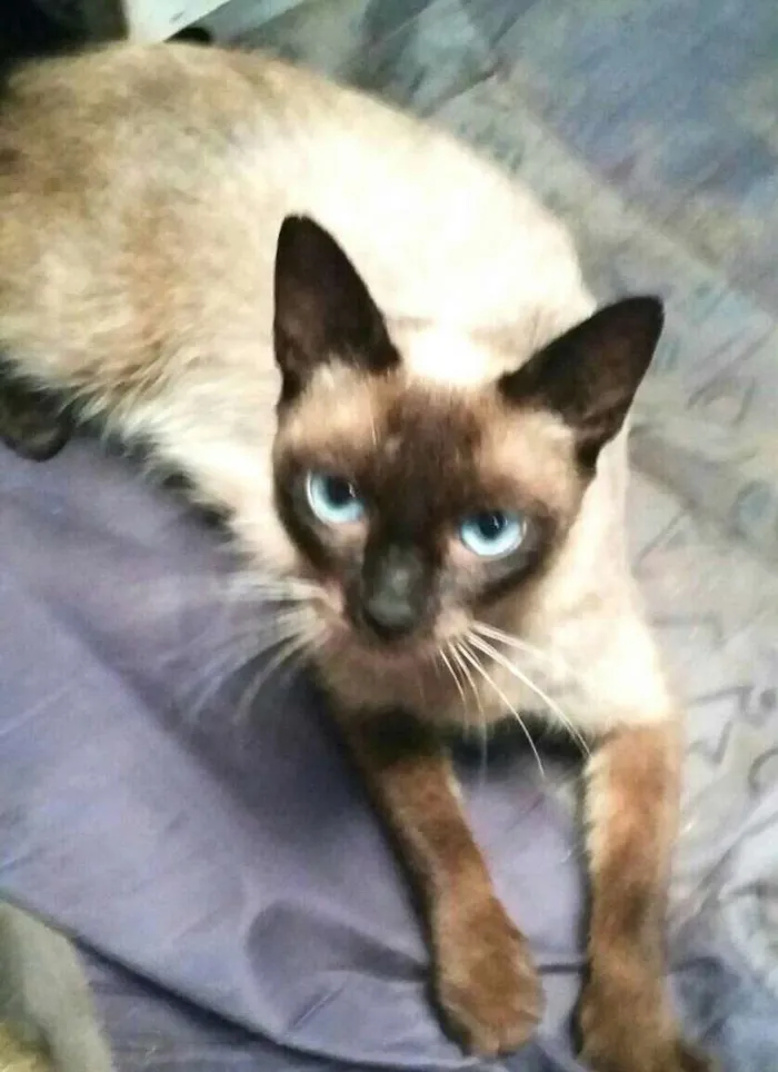 Gato raça Siamês idade 2 anos nome Mel