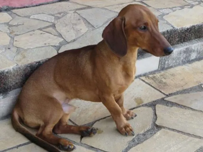 Cachorro ra a Basset-Cofap idade 1 ano nome Toddy GRATIFICA