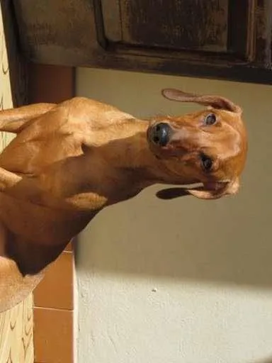Cachorro ra a Basset-Cofap idade 1 ano nome Toddy GRATIFICA