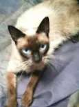 Mel