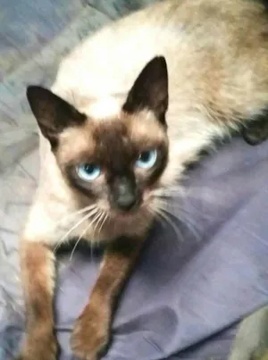 Gato raça Siamês idade 2 anos nome Mel