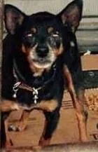 Cachorro raça Pinscher idade 6 ou mais anos nome xxx