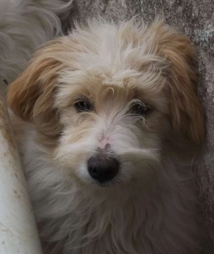 Cachorro raça Indefinida idade 2 a 6 meses nome Bob