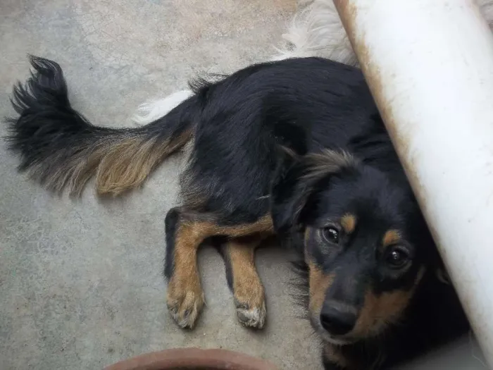 Cachorro raça Indefinida idade 2 a 6 meses nome Bob