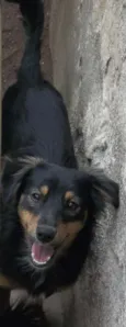 Bob
