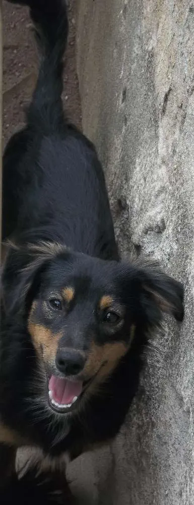 Cachorro raça Indefinida idade 2 a 6 meses nome Bob