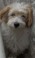 Bob