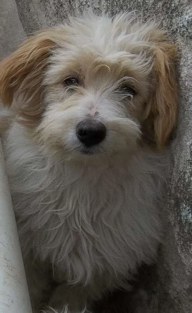 Cachorro raça Indefinida idade 2 a 6 meses nome Bob