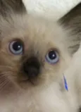 Marvin