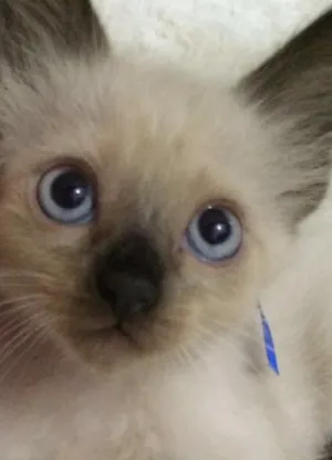 Gato raça Siamês idade 2 a 6 meses nome Marvin