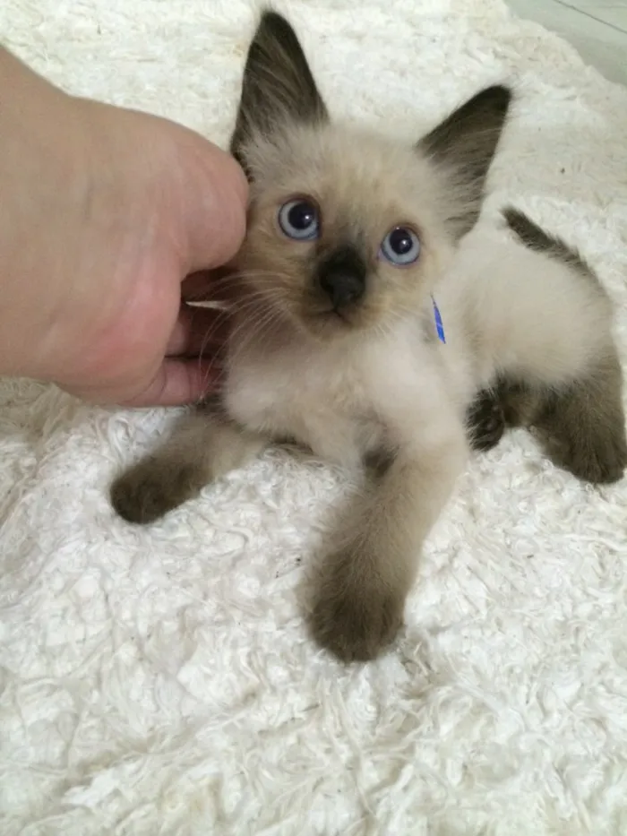 Gato raça Siamês idade 2 a 6 meses nome Marvin