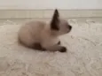 Marvin