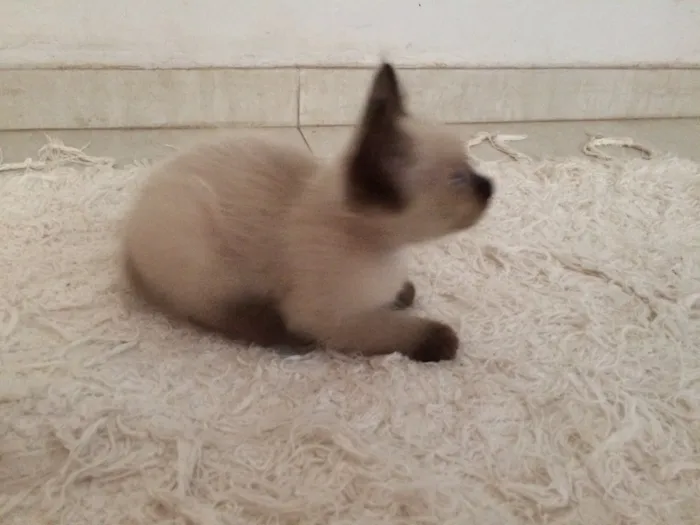Gato raça Siamês idade 2 a 6 meses nome Marvin