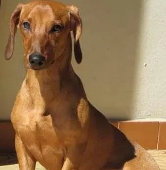 Cachorro ra a Basset-Cofap idade 1 ano nome Toddy GRATIFICA