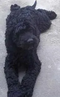 Cachorro raça poodle médio idade 2 anos nome safari
