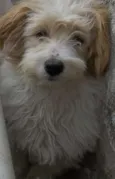 Bob