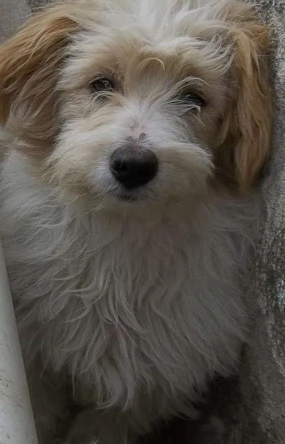 Cachorro raça Indefinida idade 2 a 6 meses nome Bob