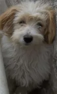 Bob