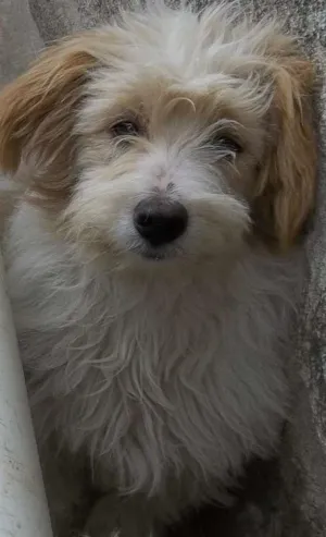 Cachorro raça Indefinida idade 2 a 6 meses nome Bob