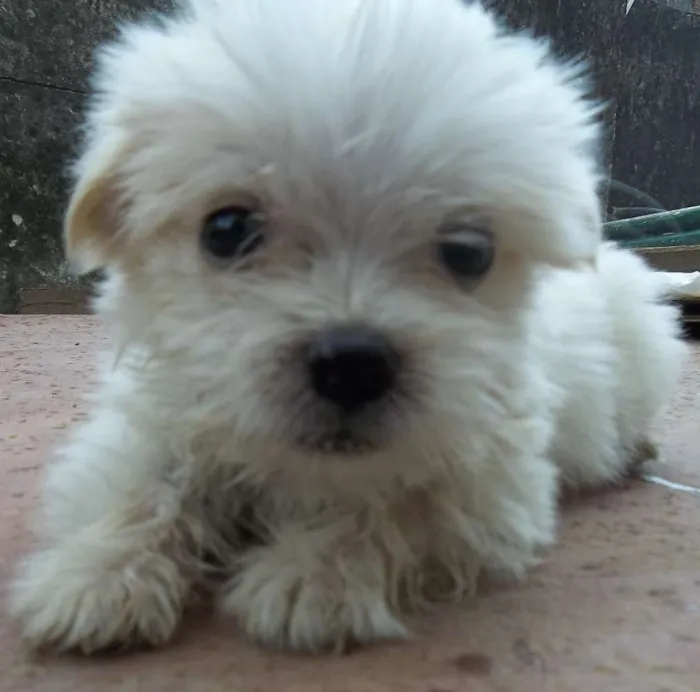 Cachorro raça Indefinida idade Abaixo de 2 meses nome Sem nome