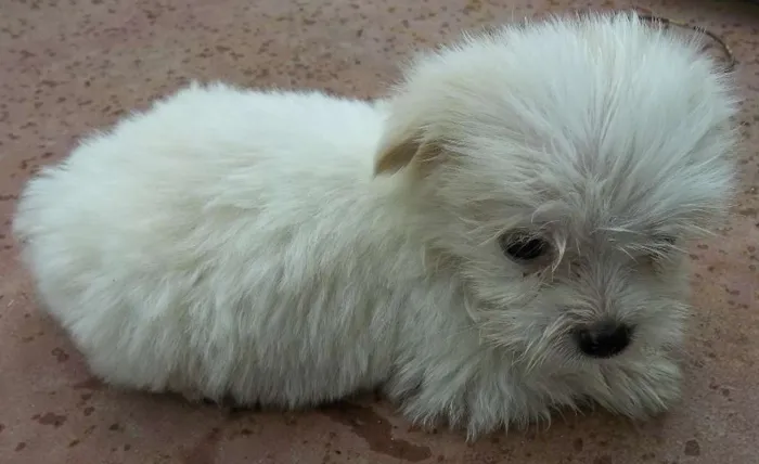 Cachorro raça Indefinida idade Abaixo de 2 meses nome Sem nome