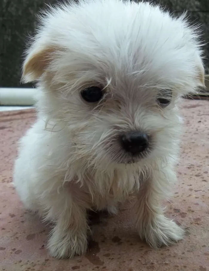 Cachorro raça Indefinida idade Abaixo de 2 meses nome Sem nome