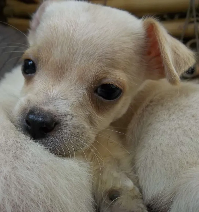 Cachorro raça Indefinida idade Abaixo de 2 meses nome Sem nome
