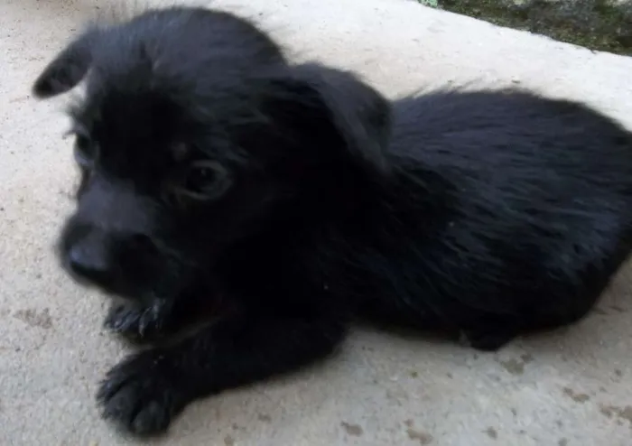Cachorro raça Indefinida idade Abaixo de 2 meses nome Sem nome