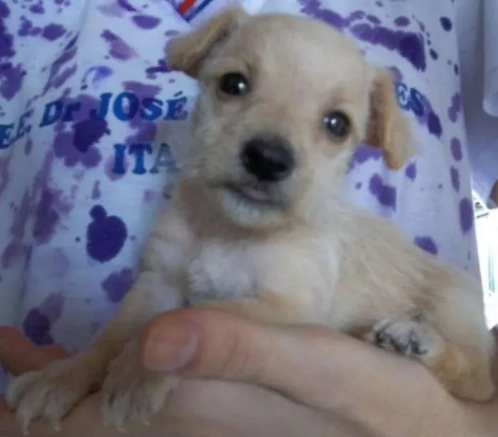 Cachorro raça Indefinida idade Abaixo de 2 meses nome Sem nome
