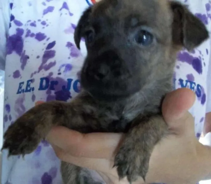 Cachorro raça Indefinida idade Abaixo de 2 meses nome Sem nome