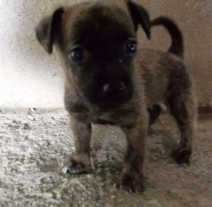 Cachorro raça Indefinida idade Abaixo de 2 meses nome Sem nome