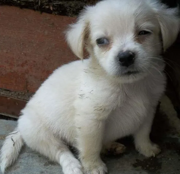 Cachorro raça Indefinida idade Abaixo de 2 meses nome Sem nome