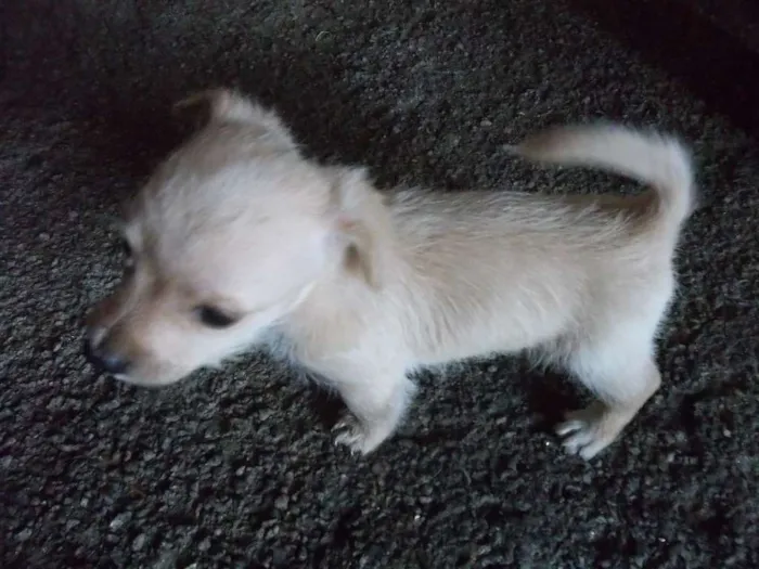 Cachorro raça Indefinida idade Abaixo de 2 meses nome Sem nome
