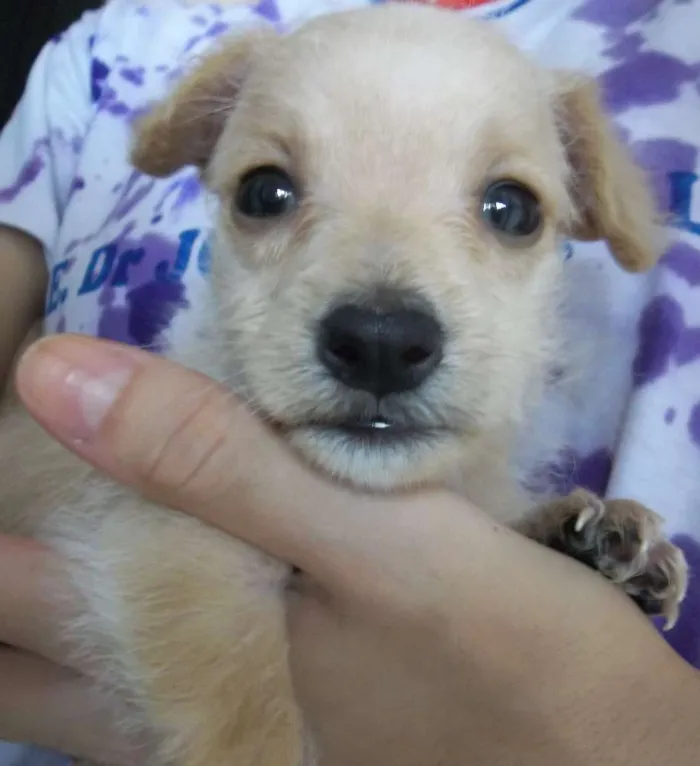 Cachorro raça Indefinida idade Abaixo de 2 meses nome Sem nome