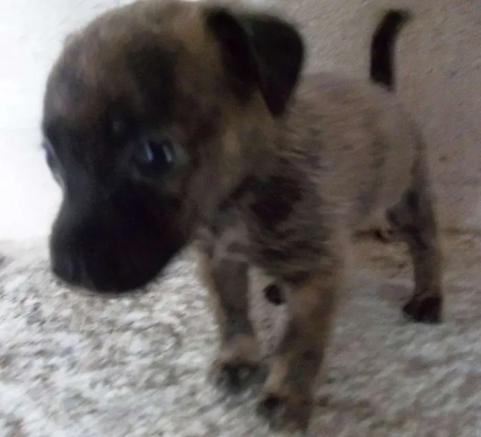 Cachorro raça Indefinida idade Abaixo de 2 meses nome Sem nome
