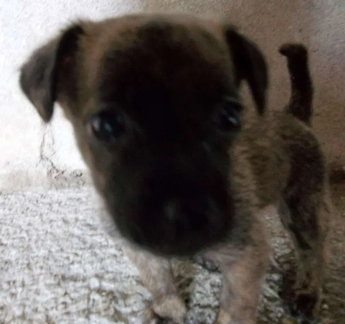 Cachorro raça Indefinida idade Abaixo de 2 meses nome Sem nome