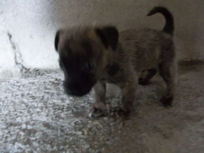 Cachorro raça Indefinida idade Abaixo de 2 meses nome Sem nome