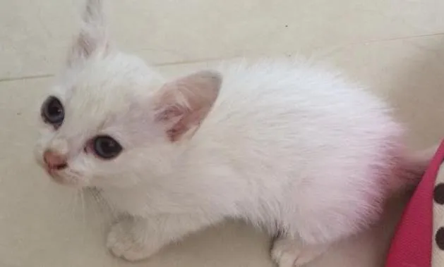 Gato ra a SRD idade Abaixo de 2 meses nome Sem nome 