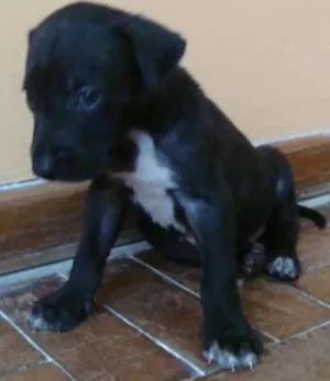 Cachorro raça Indefinida idade Abaixo de 2 meses nome Pantera