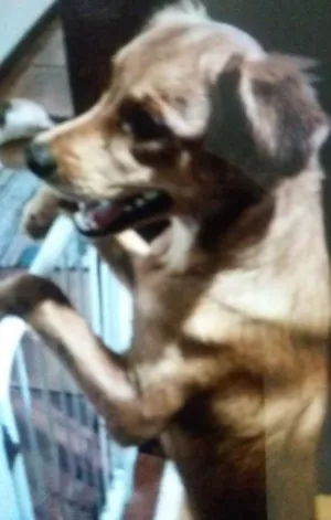 Cachorro raça Vira lata idade 7 a 11 meses nome Kiara
