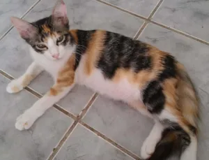 Gato raça Vira Lata idade 2 a 6 meses nome A femea se chama ga